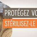 "La stérilisation évite la prolifération de chatons qui n'ont aucun avenir" : La SPA propose une aide financière pour les tourquennois