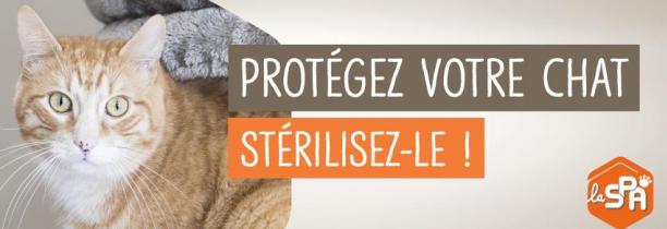"La stérilisation évite la prolifération de chatons qui n'ont aucun avenir" : La SPA propose une aide financière pour les tourquennois