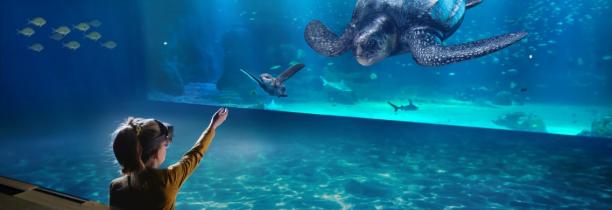 Visiter le plus grand aquarium d'Europe à Nausicaa